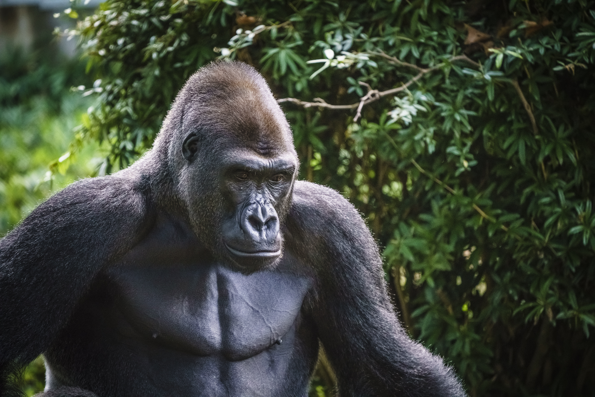 Pensive Gorilla at National Zoo (and Meditation on Ethics of Zoos